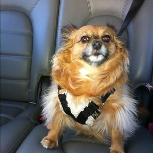 Meet your Posher, Carey